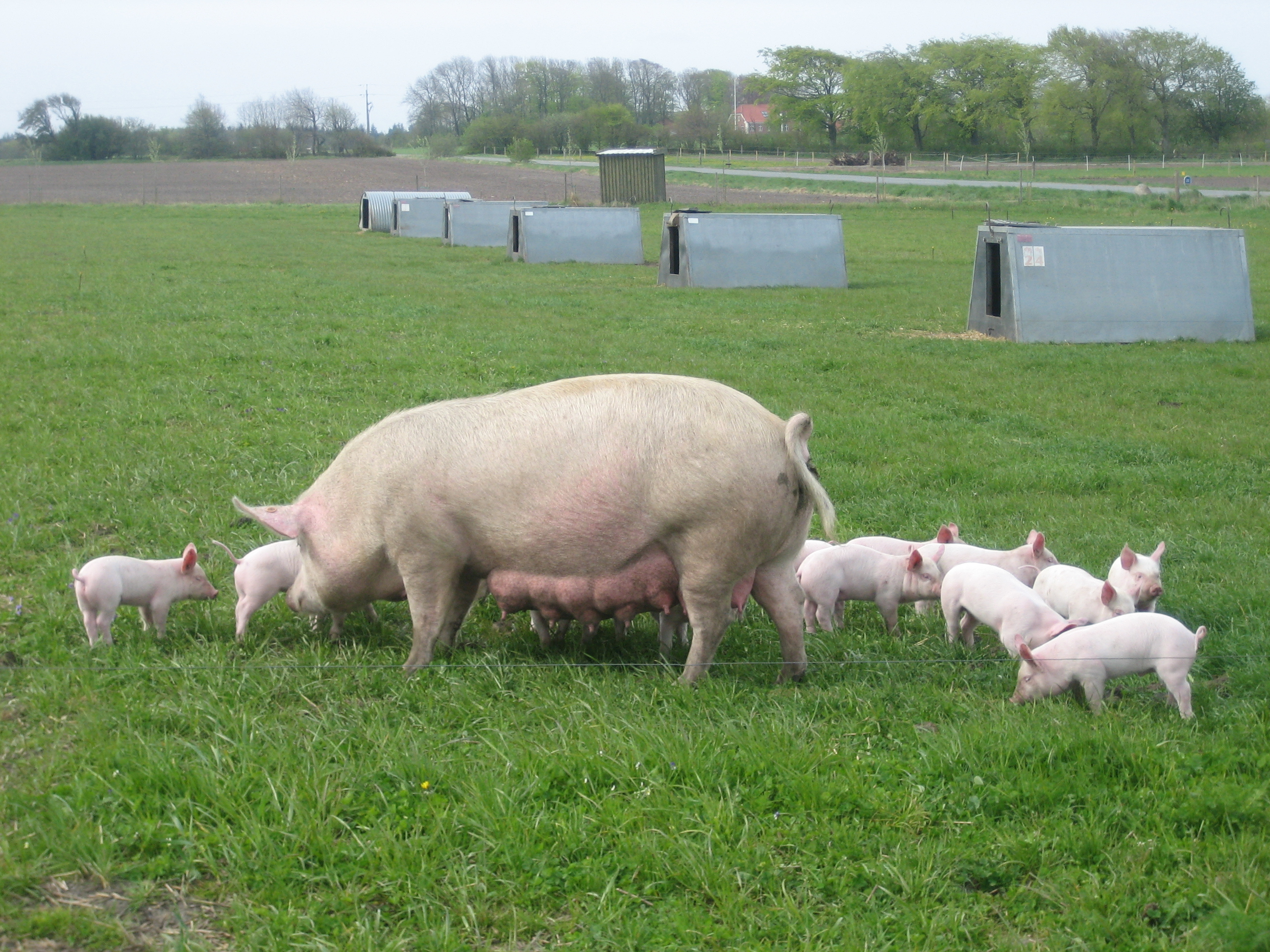 pig-farm